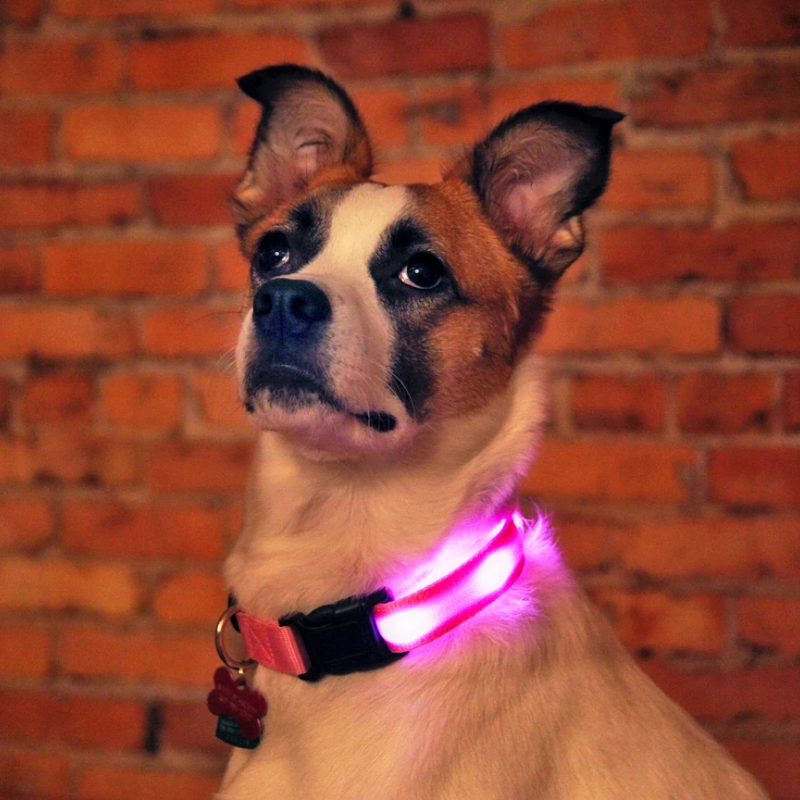 LED Pet Collar